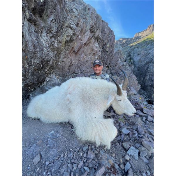 6-day British Columbia Mountain Goat Hunt for One Hunter