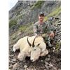 Image 2 : 6-day British Columbia Mountain Goat Hunt for One Hunter