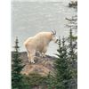 Image 3 : 6-day British Columbia Mountain Goat Hunt for One Hunter