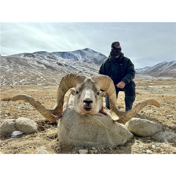10-Day Tajikistan Silver-medal Marco Polo Sheep Hunt for One Hunter