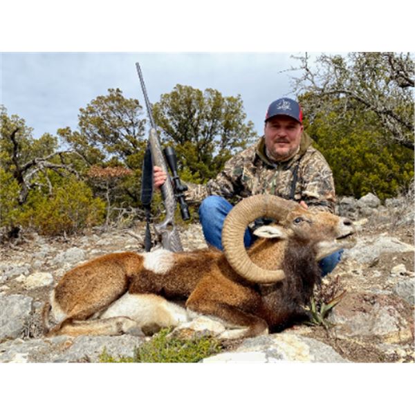 5-day Texas Transcaspian Urial, Iranian Red and Armenian Mouflon Sheep Hunt for One hunter and One N