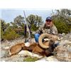 Image 1 : 5-day Texas Transcaspian Urial, Iranian Red and Armenian Mouflon Sheep Hunt for One hunter and One N
