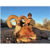 Image 2 : 5-day Texas Transcaspian Urial, Iranian Red and Armenian Mouflon Sheep Hunt for One hunter and One N