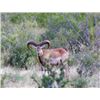 Image 3 : 5-day Texas Transcaspian Urial, Iranian Red and Armenian Mouflon Sheep Hunt for One hunter and One N