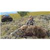 Image 3 : 10-day Alaska Grizzly Bear hunt for One Hunter