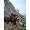 Image 4 : 10-day Pakistan Himalayan Ibex (Best Available) Hunt for One hunter