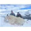 Image 1 : 9-day British Columbia Mountain Goat, Black Bear and Wolf Hunt for One Hunter
