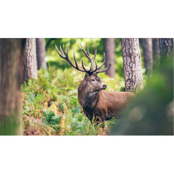 5-day New Zealand Red Stag Up To 430 SCI Hunt for Two Hunters
