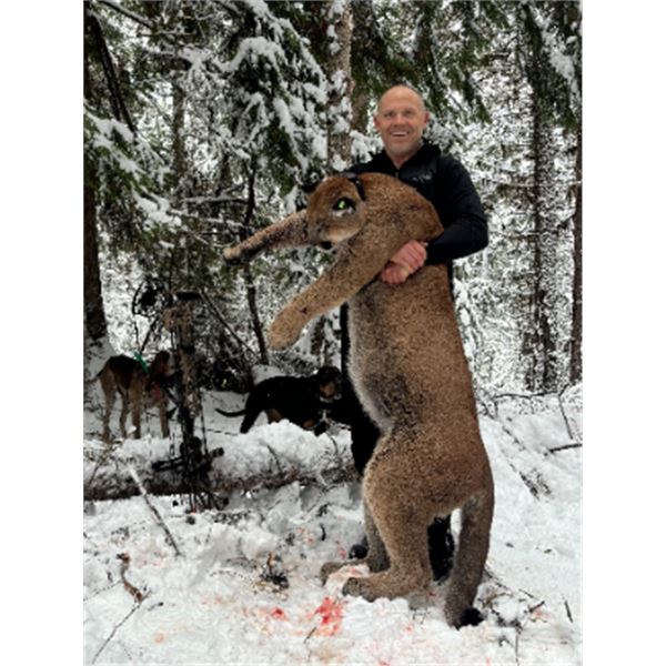 8-day British Columbia Cougar, Lynx, Bobcat and Wolf Combo Hunt for One Hunter