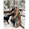 Image 2 : 8-day British Columbia Cougar, Lynx, Bobcat and Wolf Combo Hunt for One Hunter