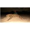 Image 2 : 14-day Tanzania Leopard and Plains Game Hunt for One hunter and One Observer