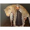 Image 3 : 14-day Tanzania Leopard and Plains Game Hunt for One hunter and One Observer