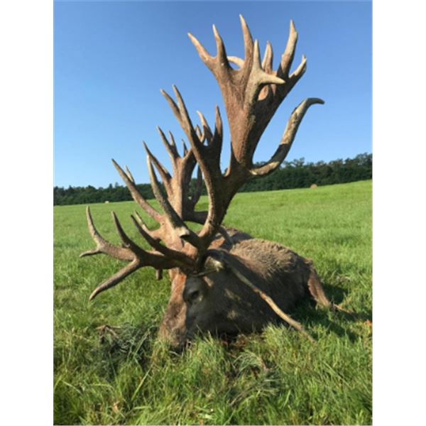 5-day Hungary or Austria European Fallow Deer and European Red Stag Hunt for Two Hunters and Two Non