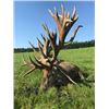 Image 1 : 5-day Hungary or Austria European Fallow Deer and European Red Stag Hunt for Two Hunters and Two Non