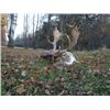 Image 5 : 5-day Hungary or Austria European Fallow Deer and European Red Stag Hunt for Two Hunters and Two Non