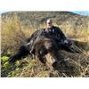 Image 1 : 10-day Alaska Peninsula Brown Bear Hunt for One Hunter