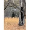 Image 3 : 9-day Mozambique Non-Exportable Elephant Hunt, Suni and Kudu Hunt for One Hunter and One Non-hunter