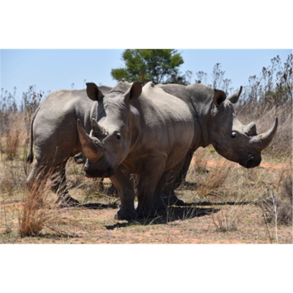 12-day South Africa Management Rhino Darting Experience and Plains Game Hunt with a 2-night stay at