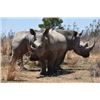 Image 1 : 12-day South Africa Management Rhino Darting Experience and Plains Game Hunt with a 2-night stay at