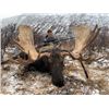 Image 2 : 10-day British Columbia Moose and Wolf Hunt for One Hunter