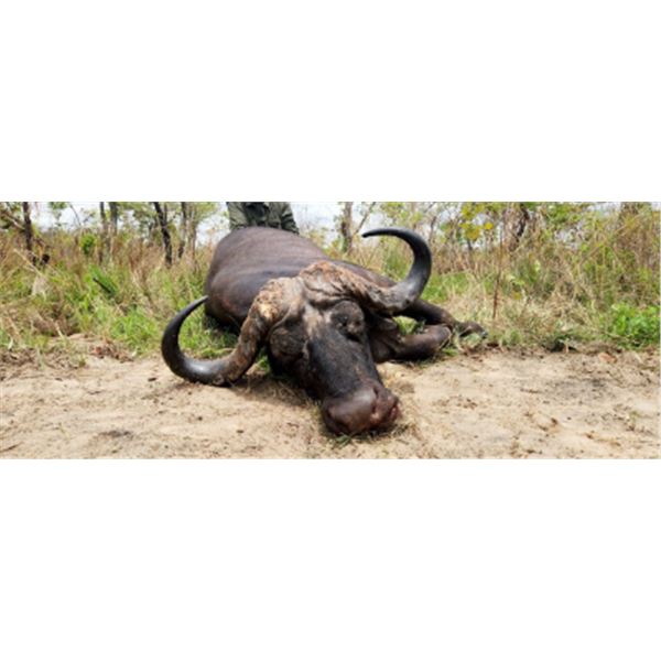 8-day Tanzania Cape Buffalo Hunt for One Hunter and One Non-Hunter