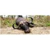 Image 1 : 8-day Tanzania Cape Buffalo Hunt for One Hunter and One Non-Hunter