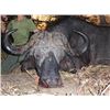 Image 4 : 8-day Tanzania Cape Buffalo Hunt for One Hunter and One Non-Hunter
