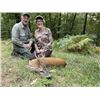 Image 5 : 5-day France Red Deer, Mouflon, Wild Boar and Fallow Deer Hunt for Two Hunters and Two Non-Hunters