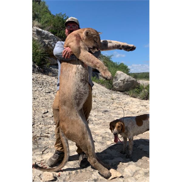 10-day New Mexico Mountain Lion Hunt for One Hunter and One Non-hunter