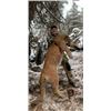 Image 2 : 10-day New Mexico Mountain Lion Hunt for One Hunter and One Non-hunter