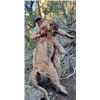Image 3 : 10-day New Mexico Mountain Lion Hunt for One Hunter and One Non-hunter