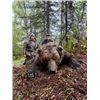 Image 1 : 7-day Alaska Brown Bear and Black Bear Hunt for One Hunter