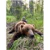 Image 2 : 7-day Alaska Brown Bear and Black Bear Hunt for One Hunter