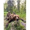 Image 3 : 7-day Alaska Brown Bear and Black Bear Hunt for One Hunter