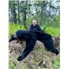 Image 6 : 7-day Alaska Brown Bear and Black Bear Hunt for One Hunter