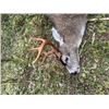 Image 4 : 7-day (5-day hunt) Alaska Sitka Black-tailed Deer Hunt for Four Hunters