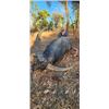 Image 1 : 7-day (5-day hunt) Australia Trophy Water Buffalo for One Hunter and One Non-Hunter