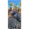 Image 3 : 7-day (5-day hunt) Australia Trophy Water Buffalo for One Hunter and One Non-Hunter