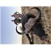 Image 2 : 10-day South Africa Cape Buffalo and Crocodile Hunt for Two Hunters and Two Non-hunters