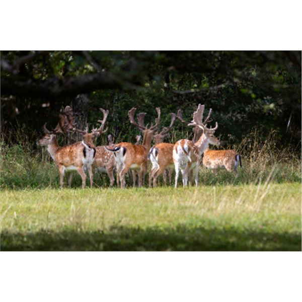 7-day/6night (3-day hunt) United Kingdom Gold Medal Chinese Water Deer, Muntjac and Fallow deer plus