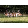 Image 1 : 7-day/6night (3-day hunt) United Kingdom Gold Medal Chinese Water Deer, Muntjac and Fallow deer plus