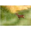 Image 3 : 7-day/6night (3-day hunt) United Kingdom Gold Medal Chinese Water Deer, Muntjac and Fallow deer plus