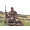 Image 2 : 5-day Spain Best Available Pyrenean Chamois & Mouflon Sheep Hunt for Two Hunters and Two Non-hunters