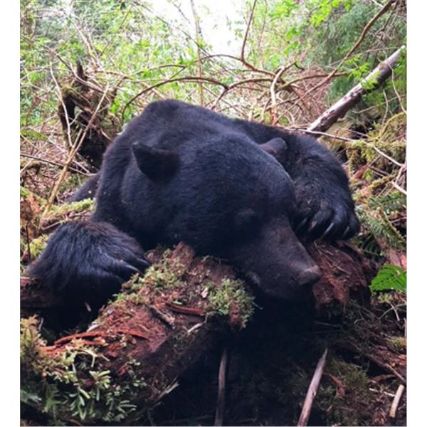 7-day British Columbia Trophy Black Bear Hunt for Two Hunters