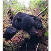 Image 1 : 7-day British Columbia Trophy Black Bear Hunt for Two Hunters