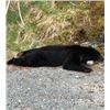 Image 2 : 7-day British Columbia Trophy Black Bear Hunt for Two Hunters