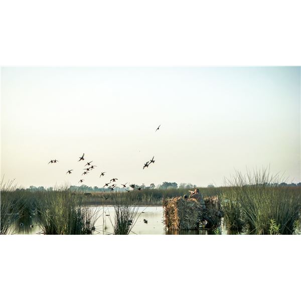 5-day Argentina Duck Hunt for Four Shooters