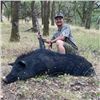 Image 6 : 5-day California Blacktail Deer, Black Bear, Wild Boar hunt for One Hunter
