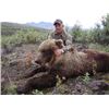 Image 2 : 10-day Alaska Grizzly Bear Hunt for One Hunter