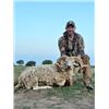 Image 2 : 5-day Argentina Wild Boar, Patagonia Ram, and Black Buck (shared by each hunter) Hunt for Four Hunte